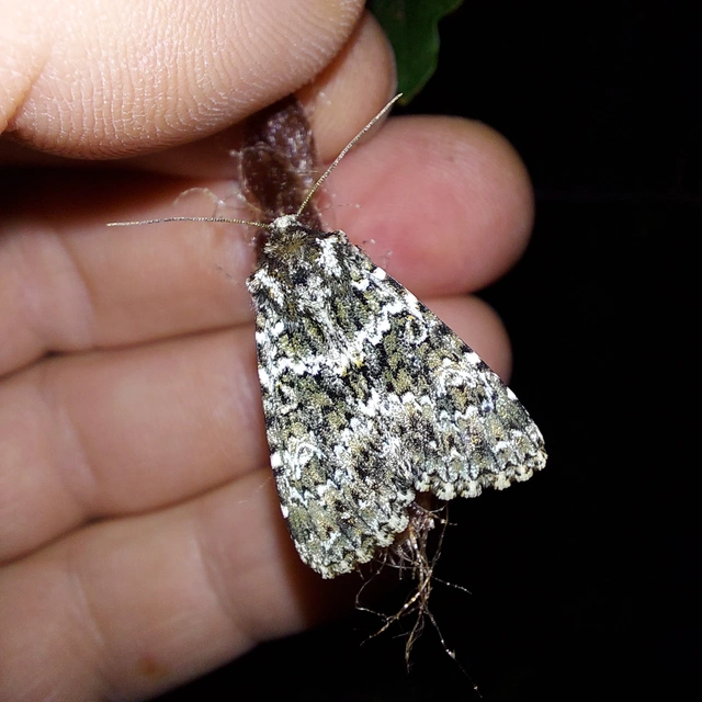 Polymixis polymita - kankalin-tarkabagoly