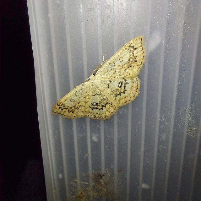 Cyclophora annularia - gyűrűs pettyesaraszoló