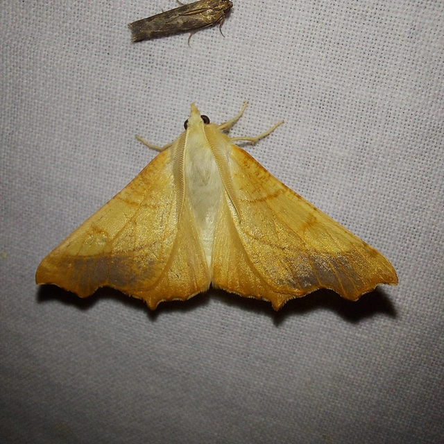 Ennomos fuscantaria - kőris-levélaraszoló