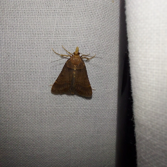 Stemmatophora brunnealis - barna fényilonca