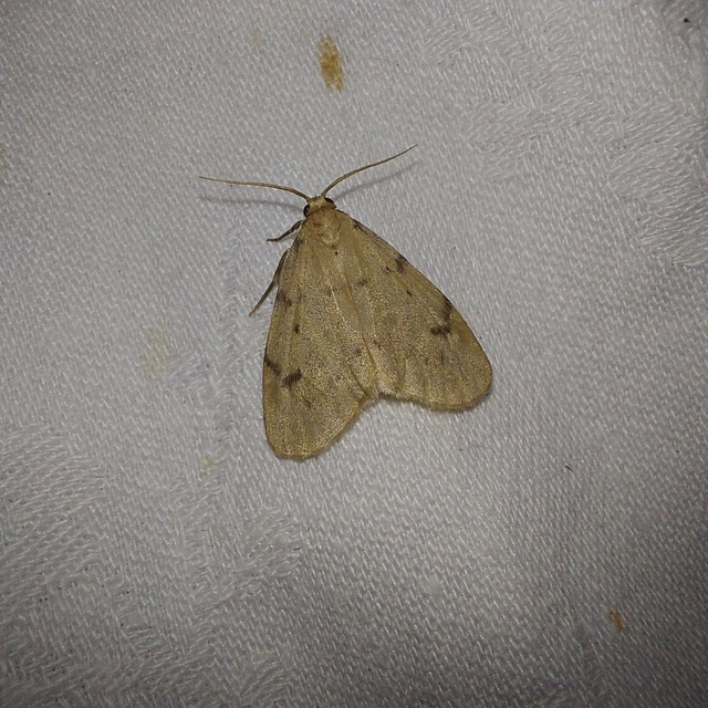 Paidia rica - májmoha-medvelepke