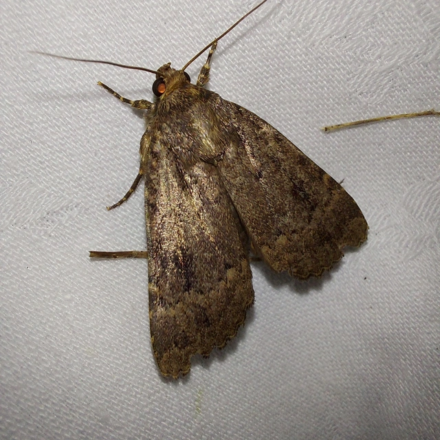 Amphipyra berbera/pyramidea