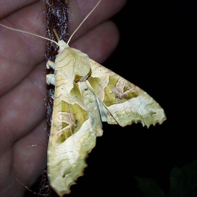 Phlogophora meticulosa - vándorló csipkésbagoly