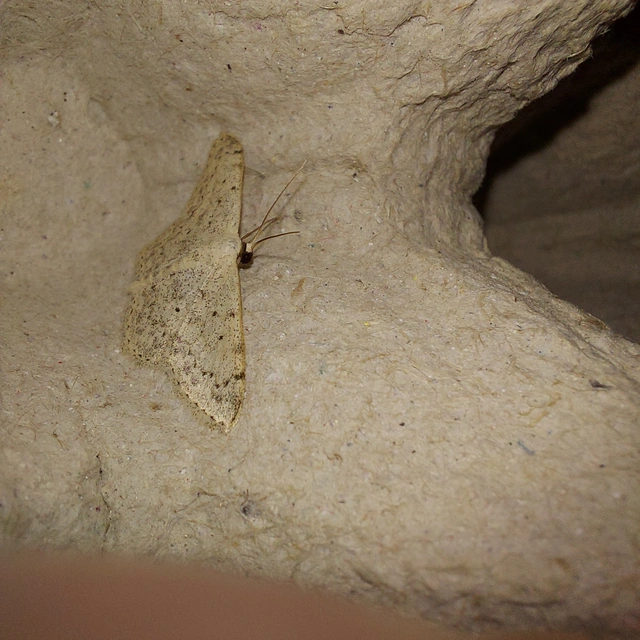 Scopula marginepunctata - pettyes sávosaraszoló