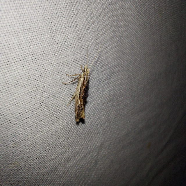 Ypsolopha scabrella - körtelevél-tarkamoly
