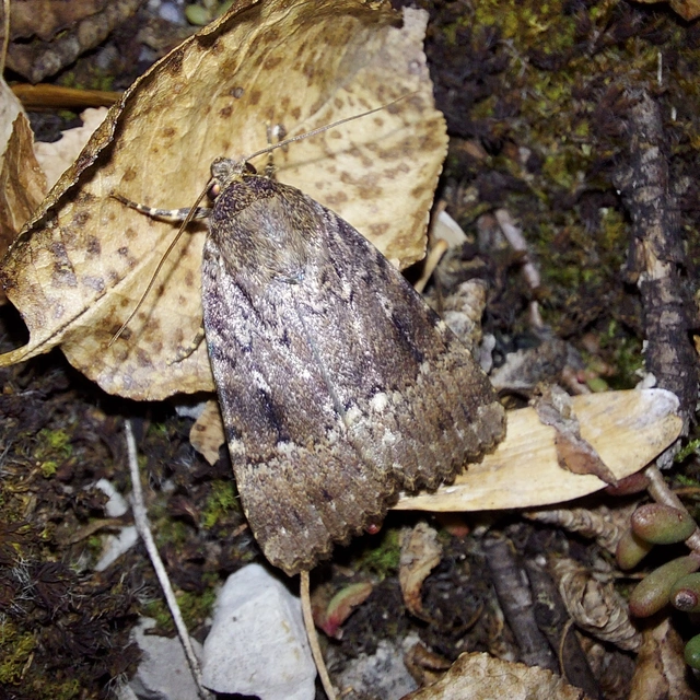 Amphipyra berbera/pyramidea