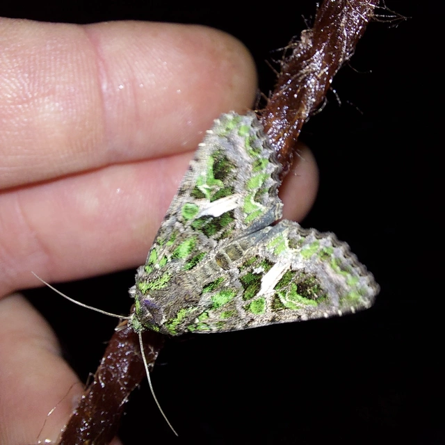 Trachea atriplicis - nyári zöldbagoly