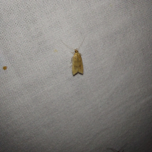 Helcystogramma lutatella - nádtippan-lápimoly