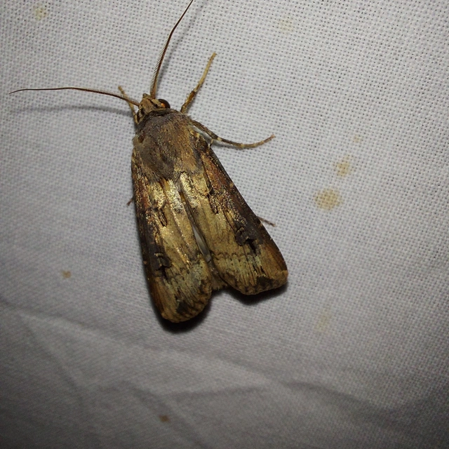 Agrotis ipsilon - nagy földibagoly