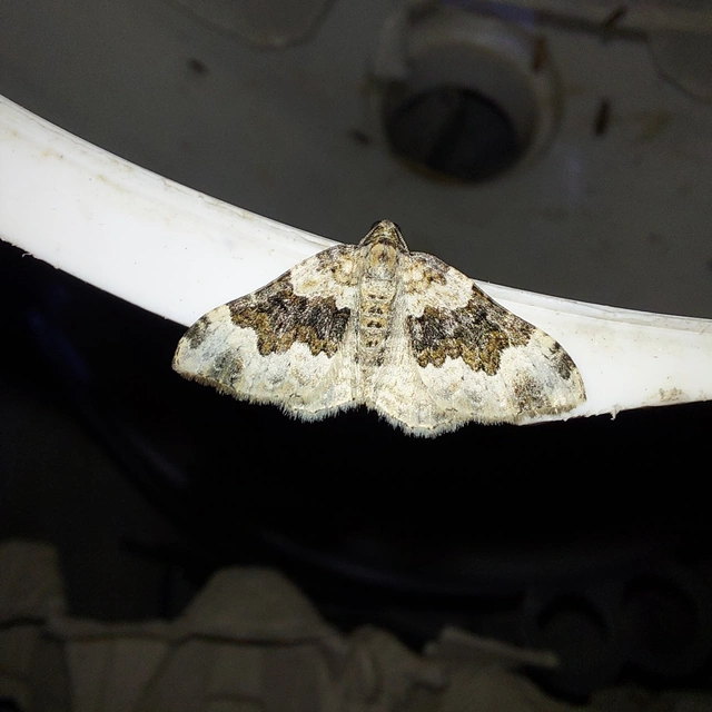 Epirrhoe galiata - sávos galajaraszoló
