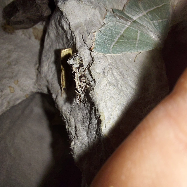 Ypsolopha sequella - ligeti tarkamoly