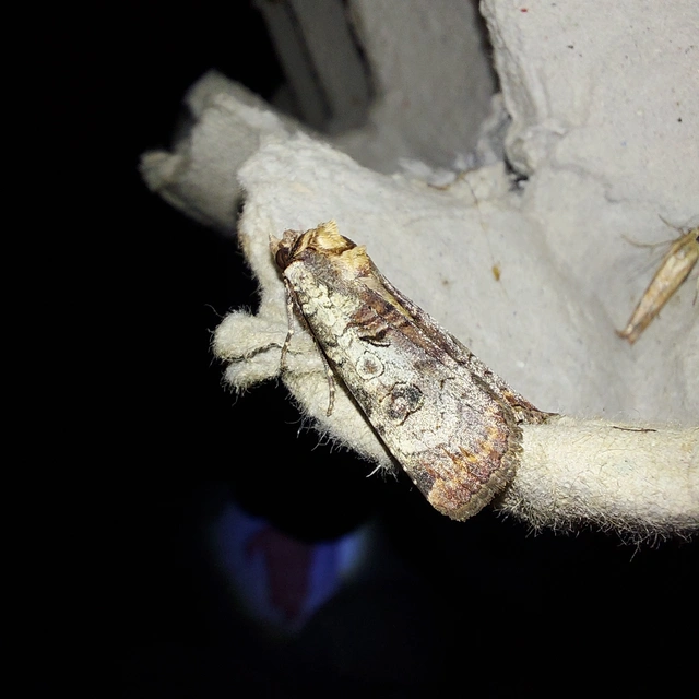 Epilecta linogrisea - karcsú sárgafűbagoly
