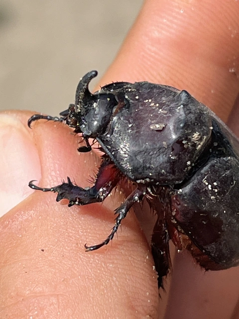 Oryctes nasicornis - orrszarvú bogár