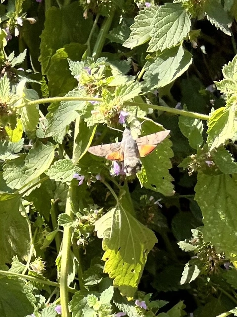 Macroglossum stellatarum - kacsafarkú szender