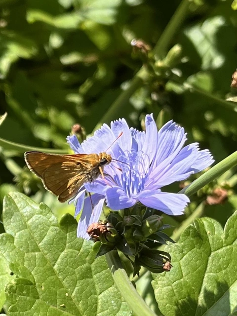 Ochlodes sylvanus - erdei busalepke