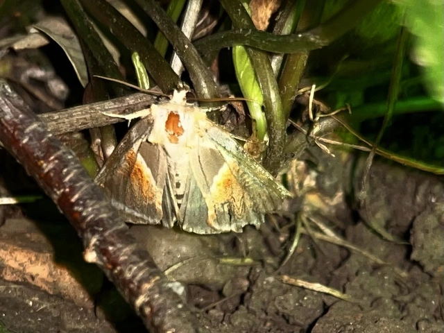 Habrosyne pyritoides - fehérsávos pihésszövő