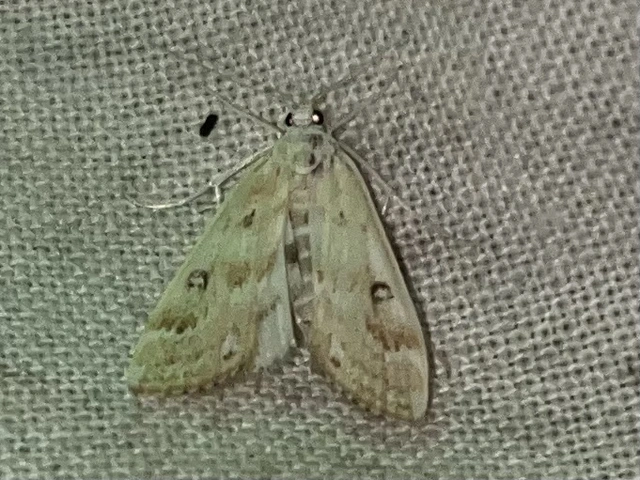 Parapoynx stratiotata - közönséges vízimoly
