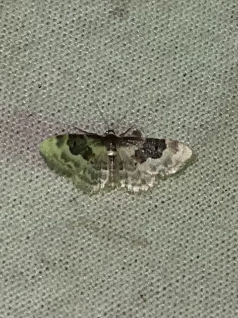 Idaea rusticata - tarka apróaraszoló