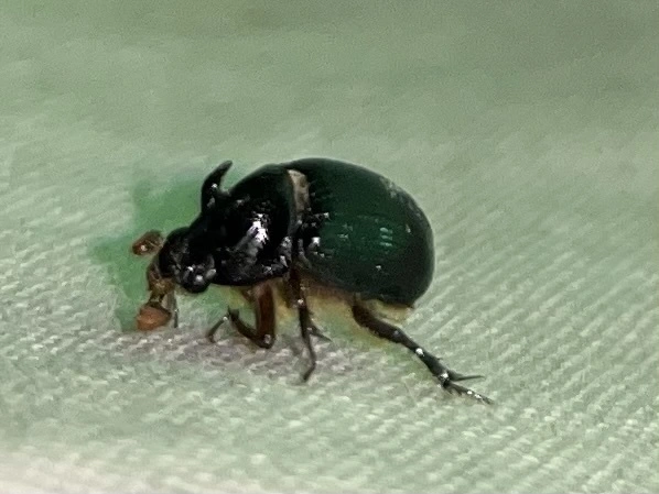 Odonteus armiger - mozgószarvú álganéjtúró