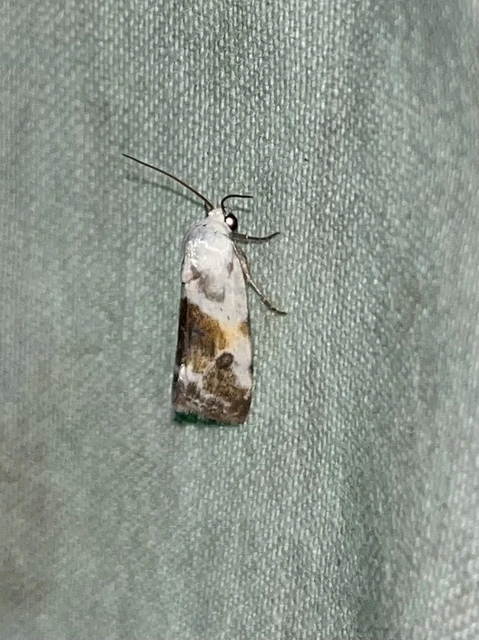 Ponometia candefacta - parlagfűbagoly