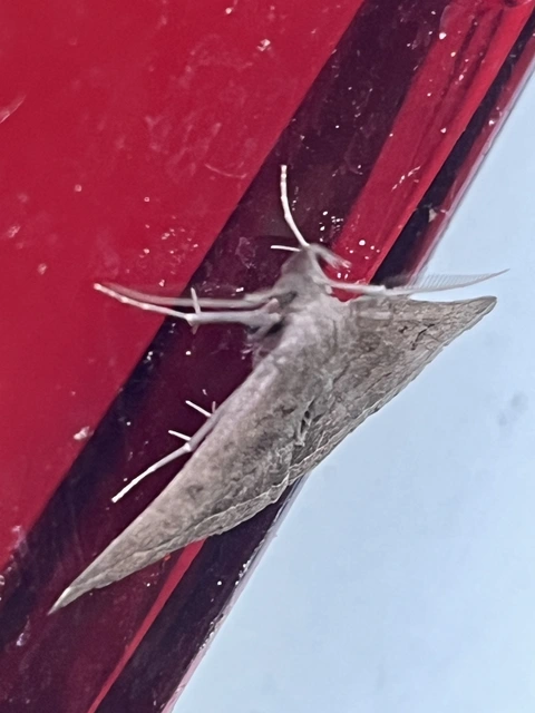 Pechipogo plumigeralis - tollascsápú karcsúbagoly