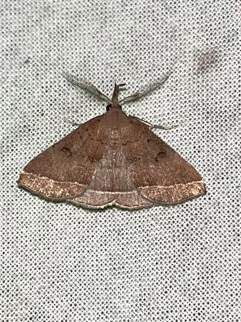 Pechipogo plumigeralis - tollascsápú karcsúbagoly
