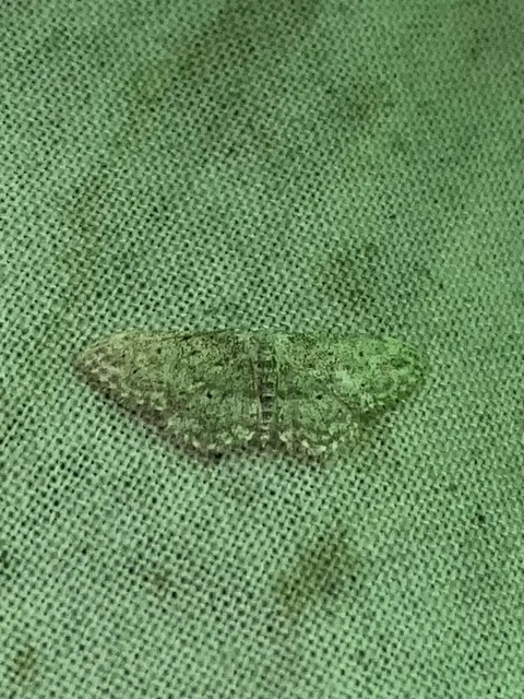 Idaea seriata - szürke apróaraszoló