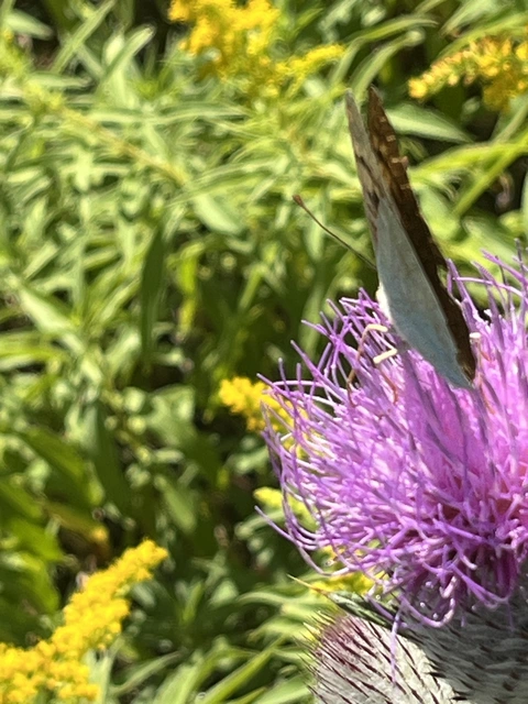 Argynnis pandora - zöldes gyöngyházlepke
