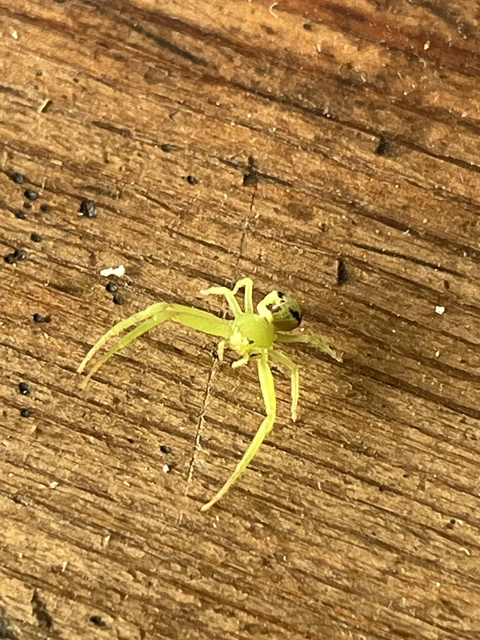 Ebrechtella tricuspidata - alakoskodó karolópók