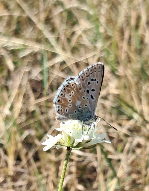 Polyommatus coridon - ezüstkék boglárka