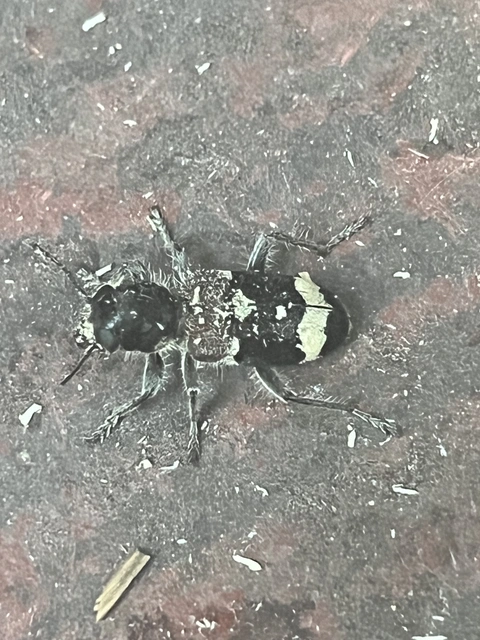 Clerus mutillarius - feketenyakú szúfarkas