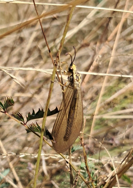 Myrmecaelurus trigrammus - hangyafarkas