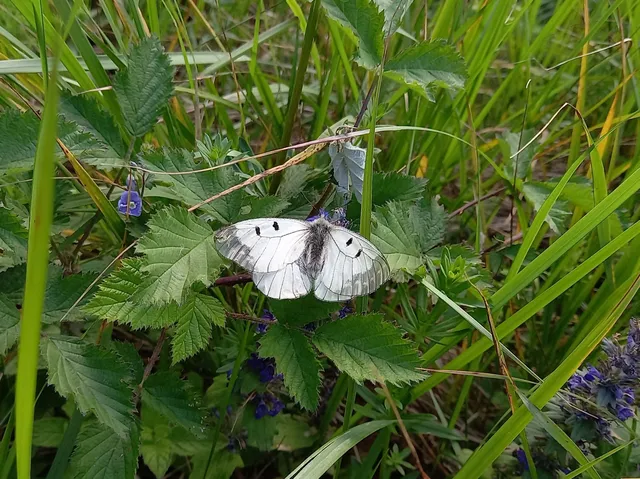 Parnassius mnemosyne - kis apollólepke