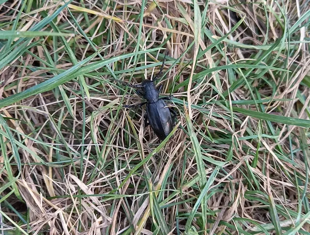 Dorcadion aethiops - fekete gyalogcincér
