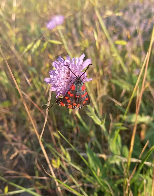 Zygaena filipendulae - acélszínű csüngőlepke