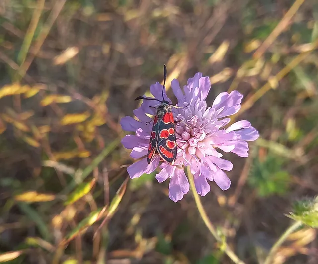 Zygaena carniolica - fehérgyűrűs csüngőlepke