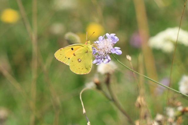 Colias croceus - sáfránylepke
