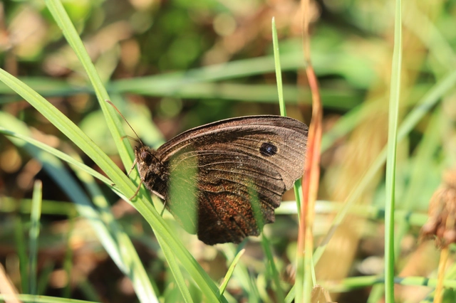 Minois dryas - fekete szemeslepke