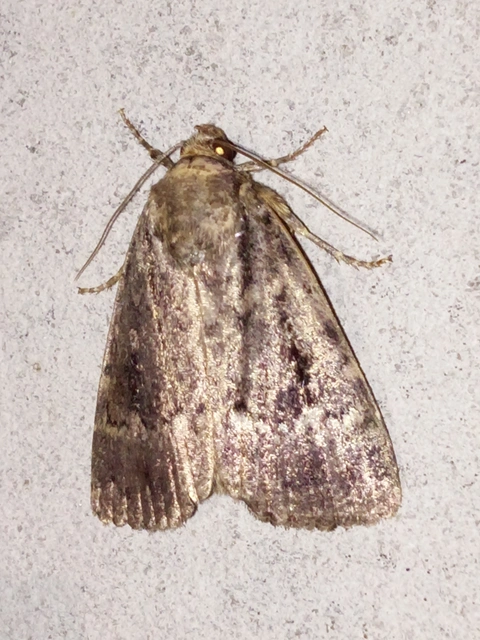 Amphipyra berbera/pyramidea