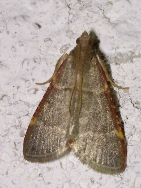 Hypsopygia glaucinalis - rezes fényilonca