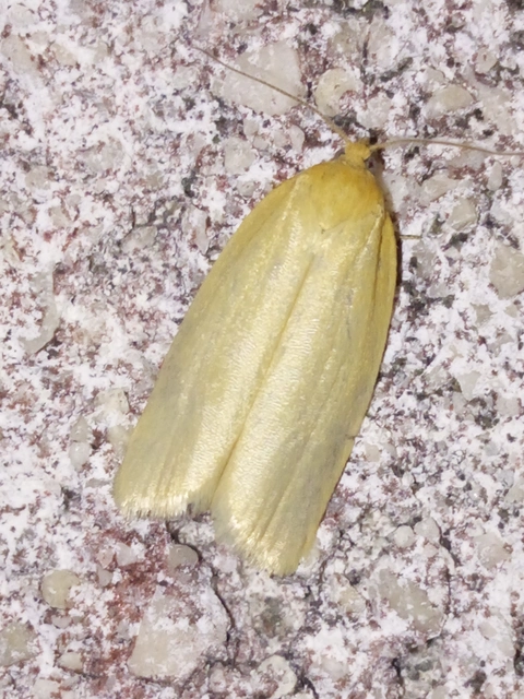 Aphelia paleana - sápadt sodrómoly