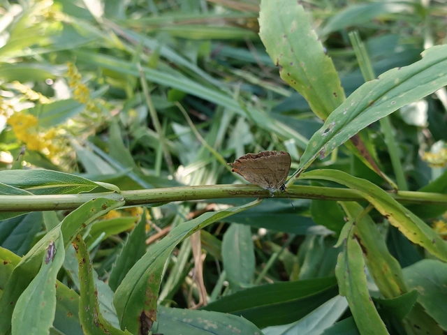 Thecla betulae - nyírfalepke