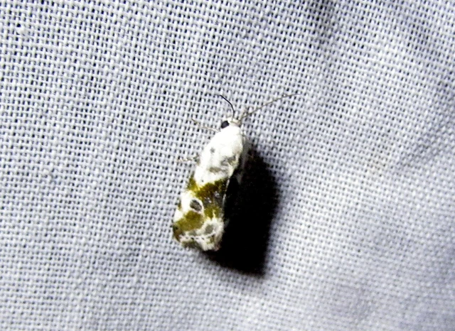 Ponometia candefacta - parlagfűbagoly