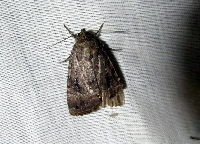 Amphipyra berbera/pyramidea