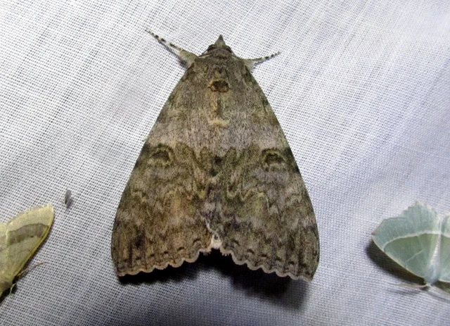 Catocala nupta - piros övesbagoly
