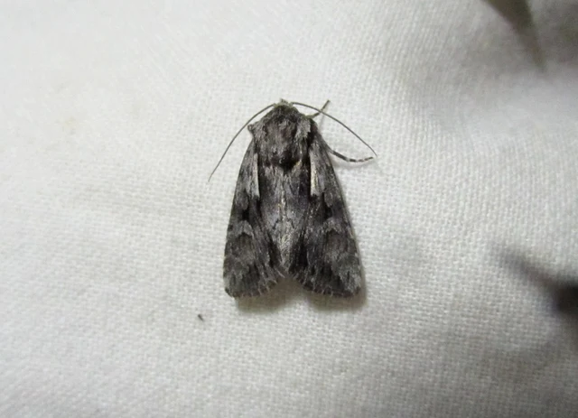 Chloantha hyperici - orbáncfű-sugarasbagoly