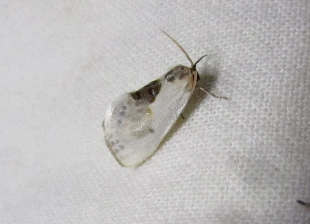 Cilix glaucata - törpe sarlósszövő