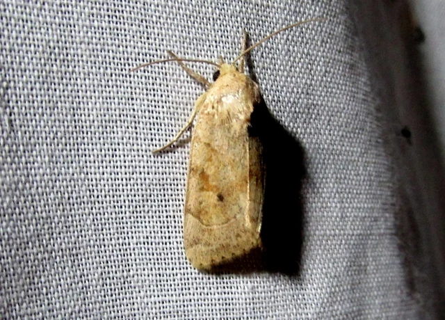Cosmia trapezina - közönséges lombbagoly