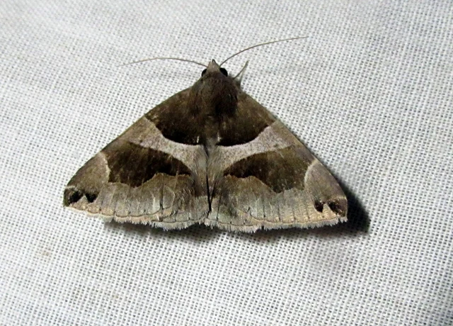 Dysgonia algira - déli porcelánbagoly