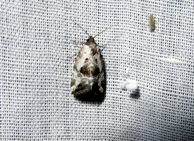 Hapalotis venustula - rózsaszínű mázasbagoly